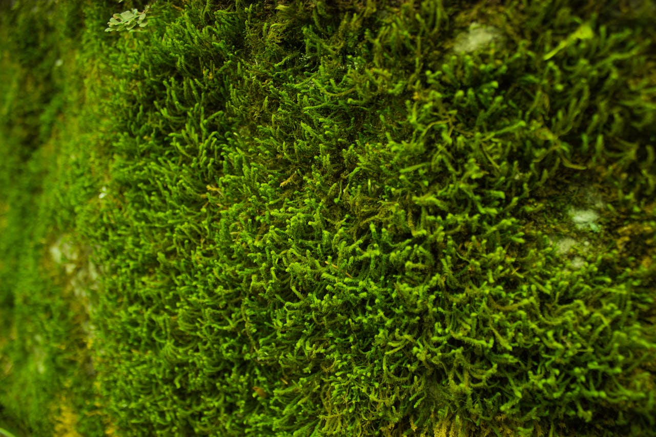 Het Groene Geheim: Alles Wat Je Moet Weten Over Moss Panelen